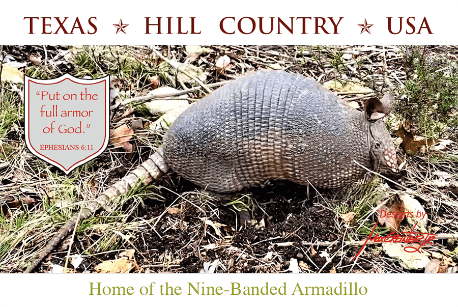 Armadillo Postcard