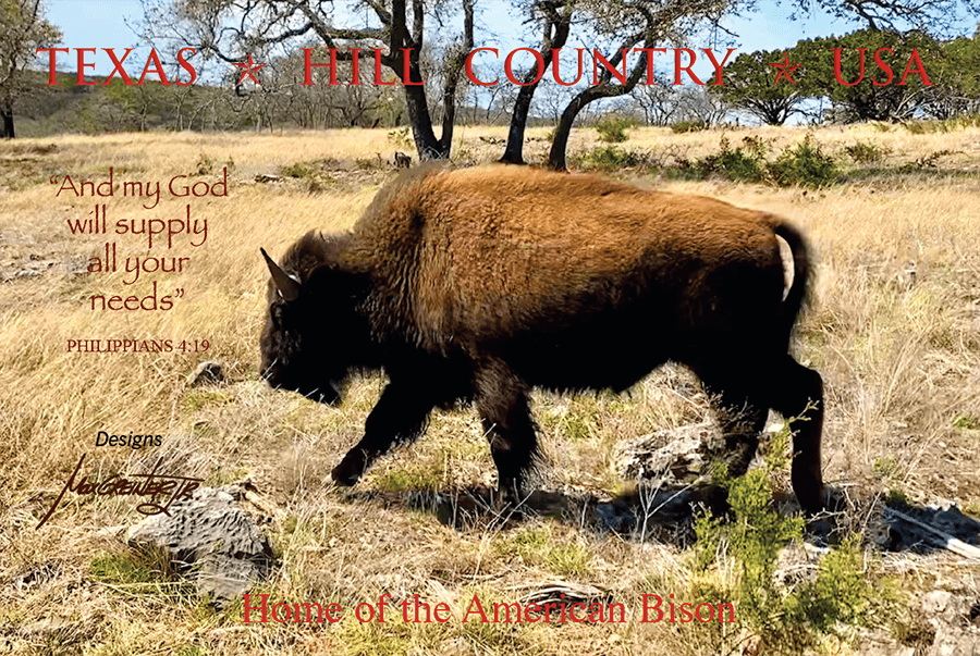 Bison in field Postcard