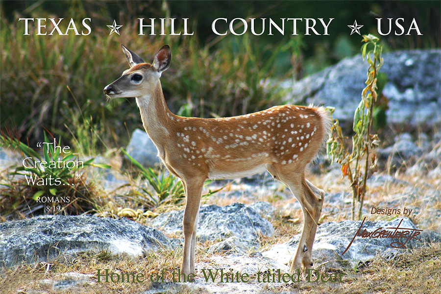 Peaceful Fawn Postcard 