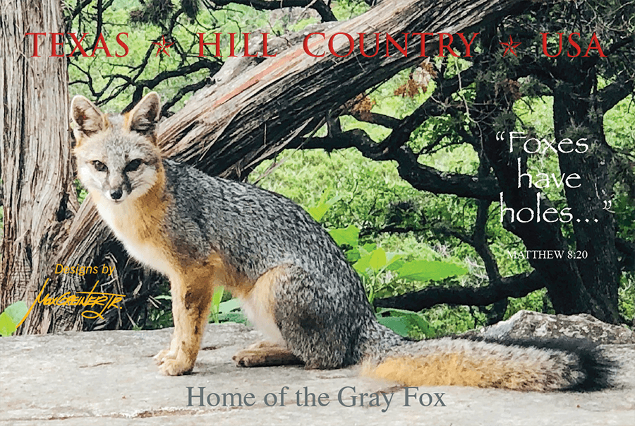 Fox Nature Postcard