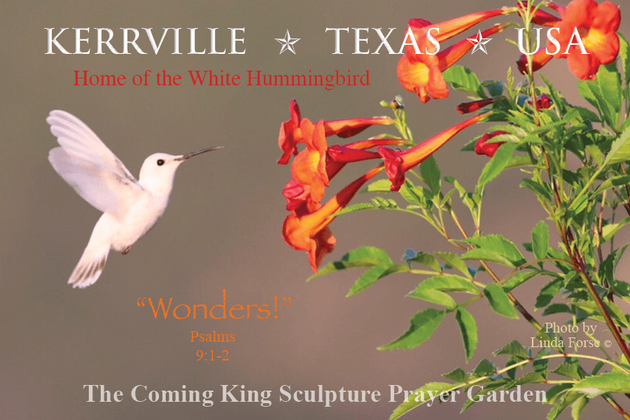 White Hummingbird Postcard - Max Greiner Art.com