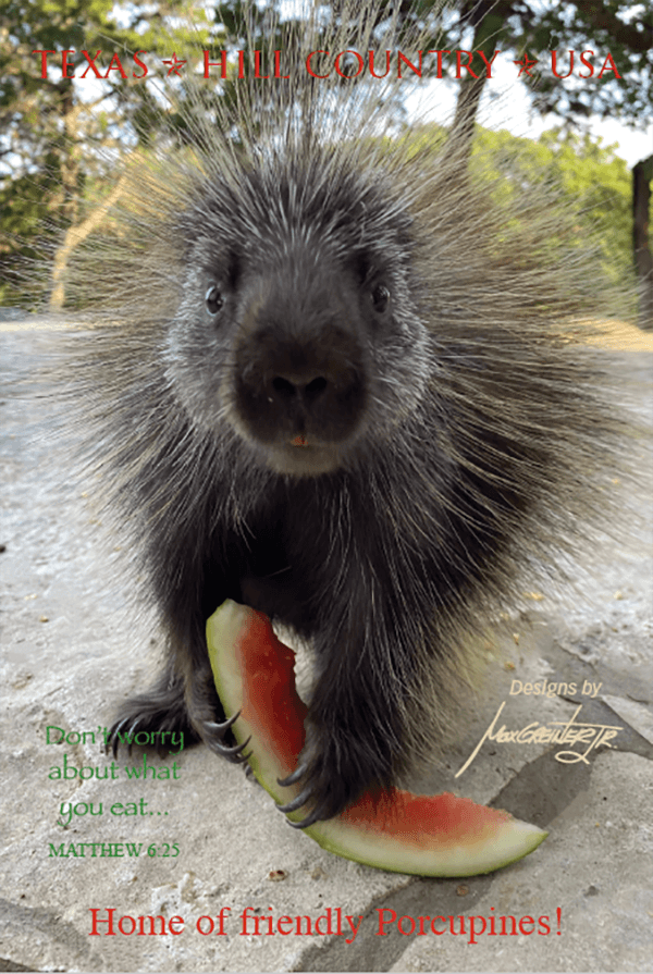 Happy Porcupine Postcard