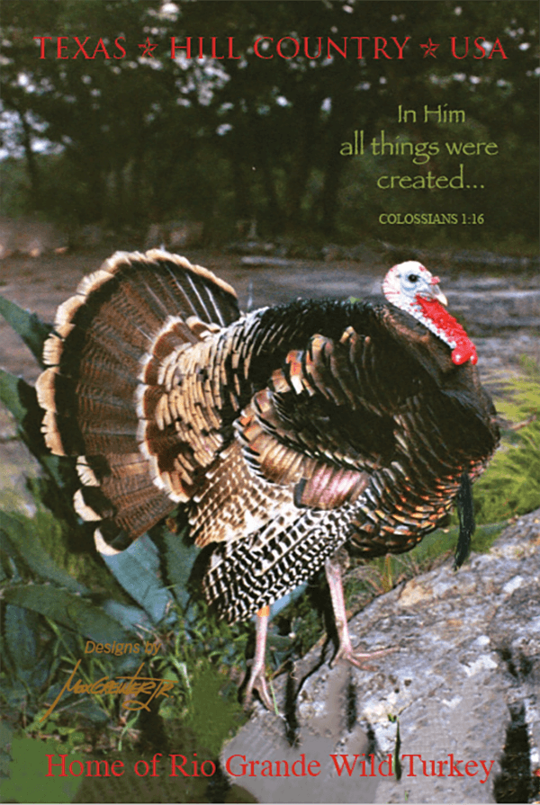  Wild Turkey Postcard