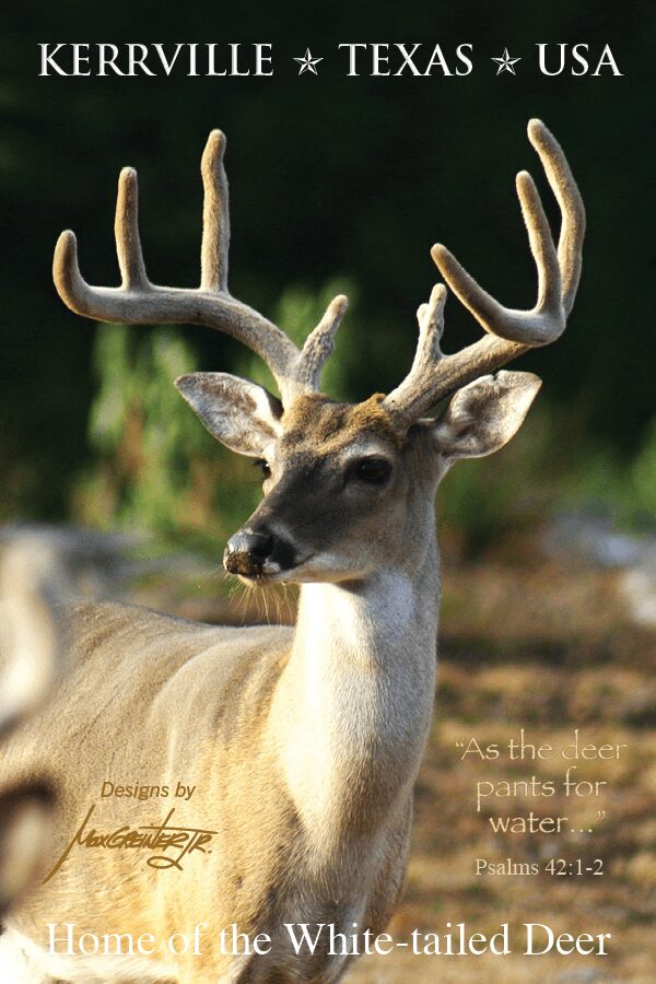 Deer in nature Postcard