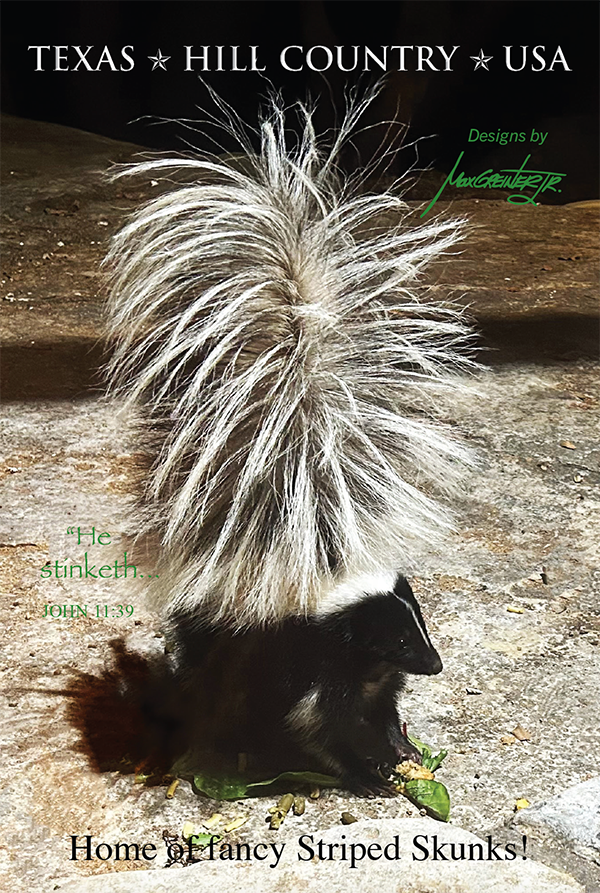 Stripe Skunk with Raised Tail Postcard